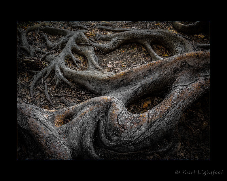 Balboa Park Roots