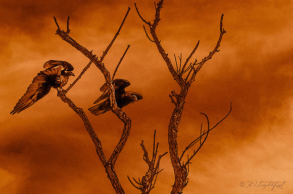 Roost 1