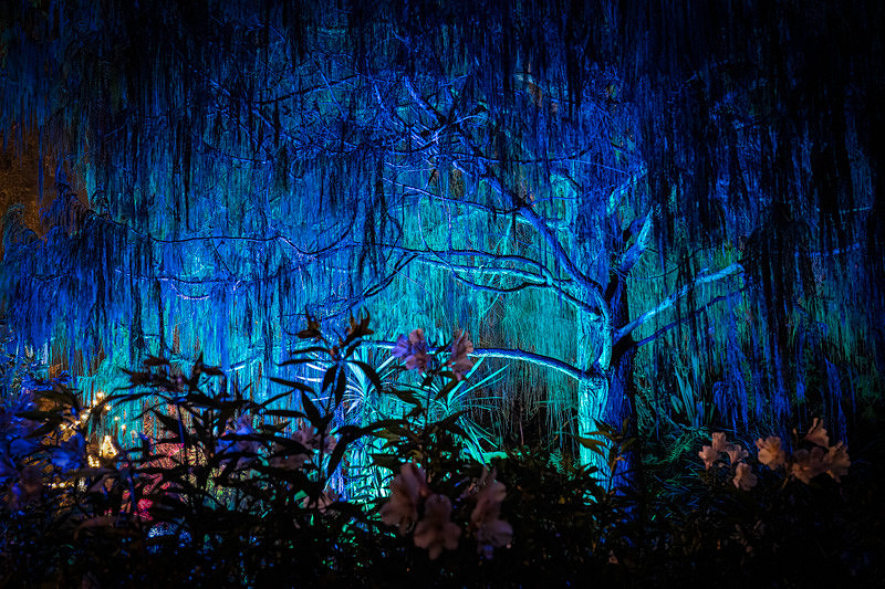 Botanical Gardens Christmas 2025 156 Tpz denoise 800w