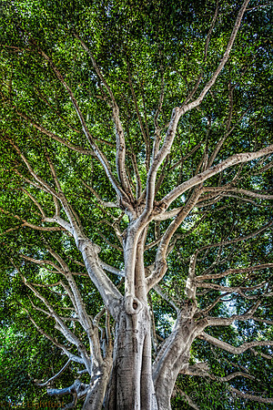 Canopy Superstructure 3