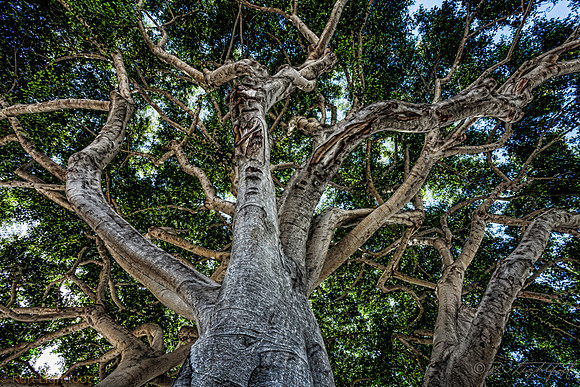 Canopy Superstructure 2