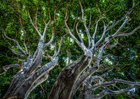 Tree Tops