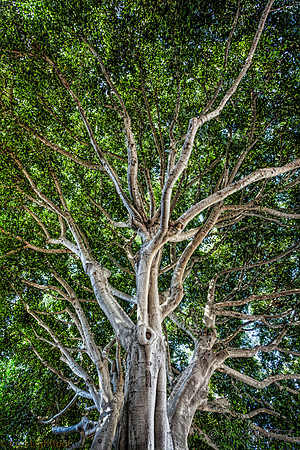 Canopy Superstructue 3