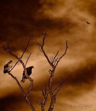Roost 2