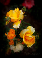 Roses