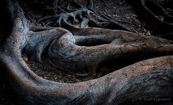 Balboa Park Roots 2