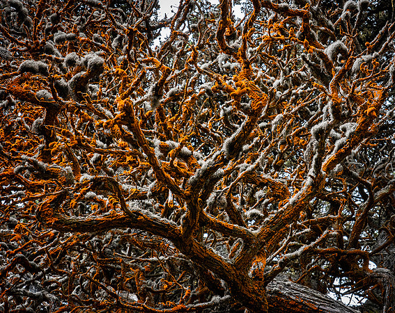 Point Lobos 3