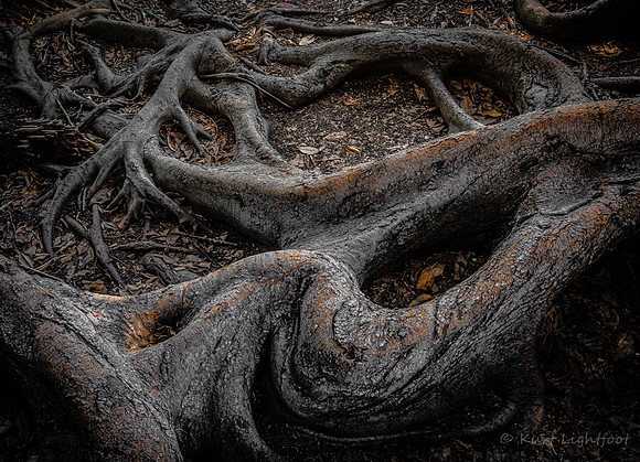 Balboa Park Roots 1