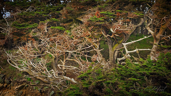 Cypress Skeletons