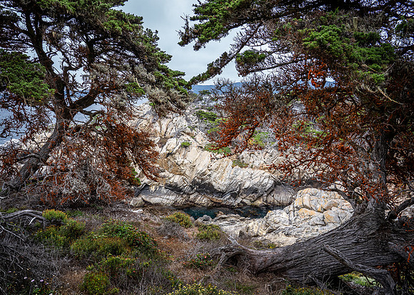 Point Lobos 2